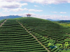 温州平阳水头打造特色茶叶强镇