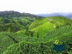 湖北茶叶出口量居全国第五 今年茶叶总产量达33万吨