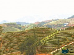 宁德周宁县首章村：小小茶叶 旺了山村