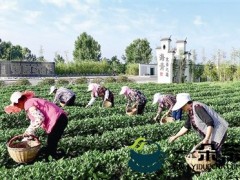 厚描“茶经济”底色 青岛这个镇要打造“北域江南”茶韵小镇