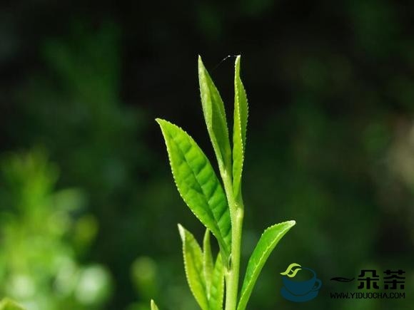 关于茶树的知识，你知道多少？