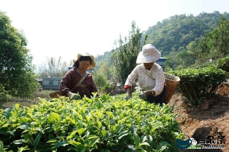 江城：立足茶产业优势 拓宽致富渠道