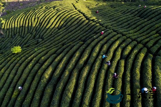 采茶工:为茶辛苦为茶甜