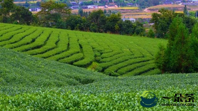 腾冲市加大有机绿色茶园建设持续提升腾冲茶产品质量