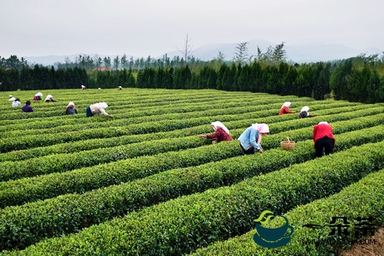 茶香四溢！“精致日照·茶旅飘香”精品游第二期精彩继续