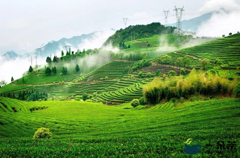 如何建设高标准高质量的新茶园