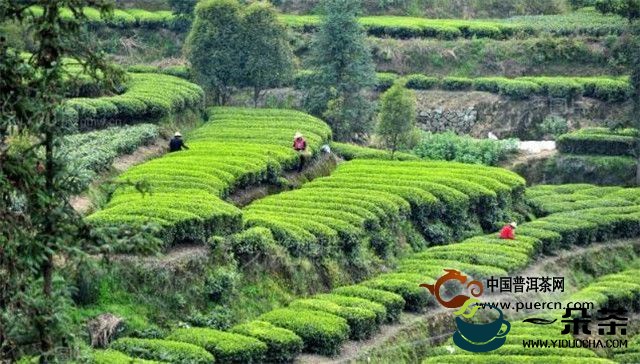 谈生态茶园建设与管理