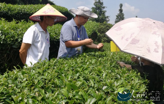 专家团服务团助力三江县茶产业脱贫攻坚