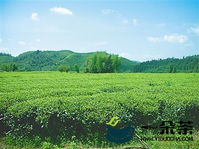 凤庆县建成高优生态茶园12.5万亩