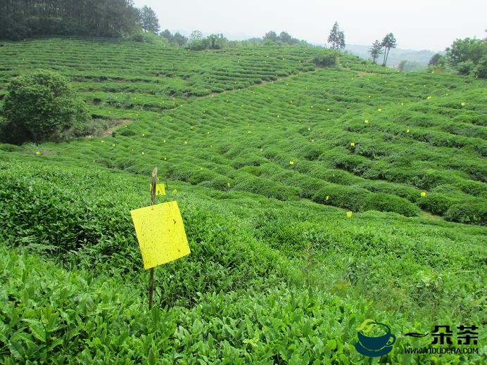 做好干净茶！2020年贵州省茶园病虫害绿色防控片区培训会在思南召开