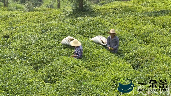 石阡发展夏秋茶促农稳增收