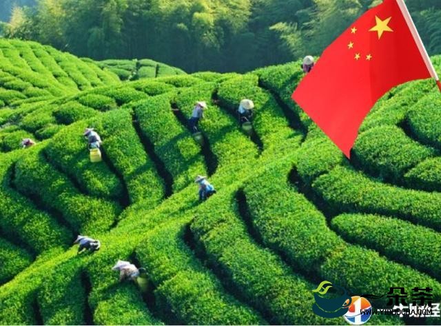 我省茶叶播种面积和产量分别连年保持全国第二位