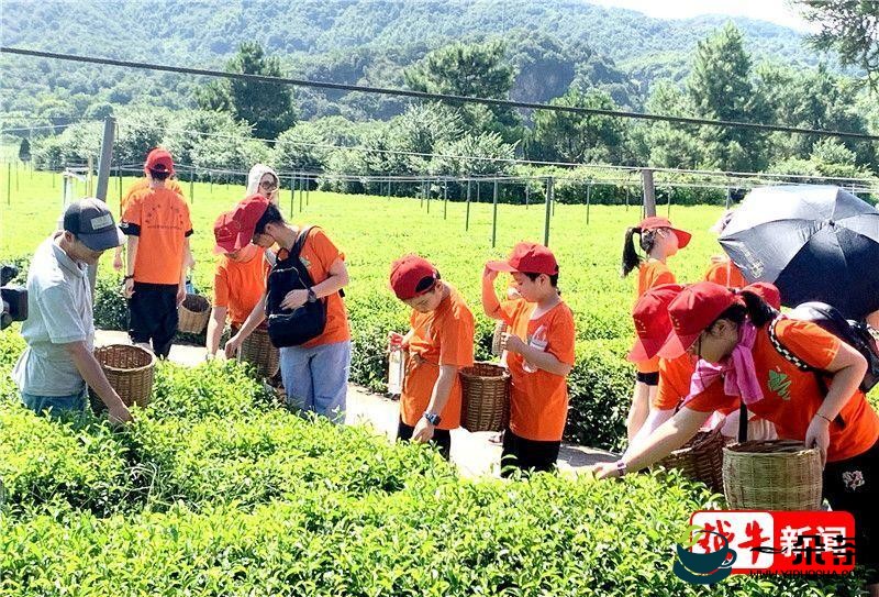 茶中有学问！绍兴孩子在大自然中的生动一课