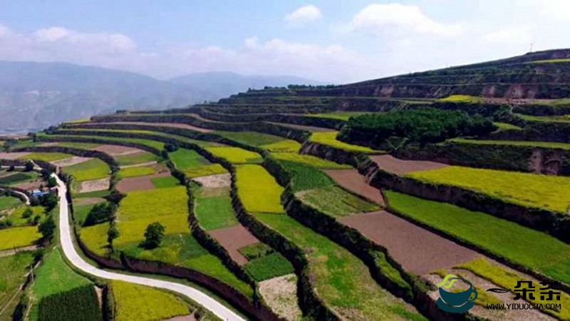 广西灵山：小小茶叶托起脱贫致富梦