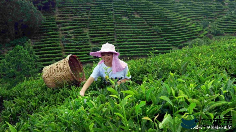 伴茶消夏心静自然凉 