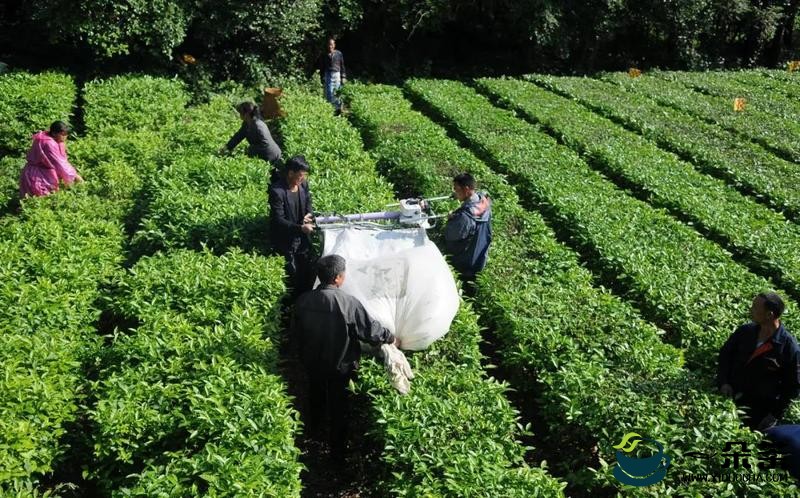 创新引领，云上茶业步入茶叶生产全程机械化新时代！