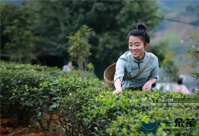 广西苍梧：六堡茶香助脱贫