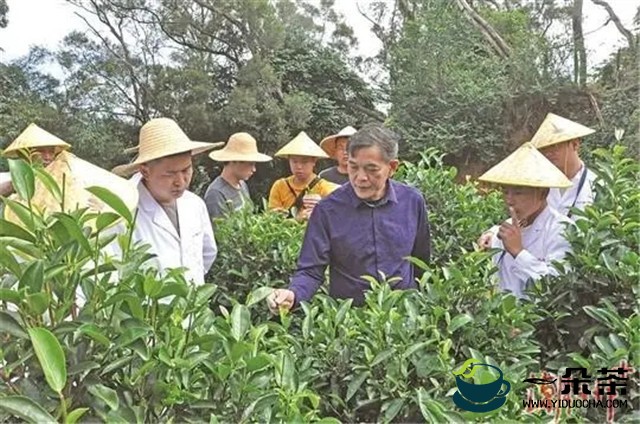 西藏墨脱县派员到潮州学习种茶管茶制茶经验