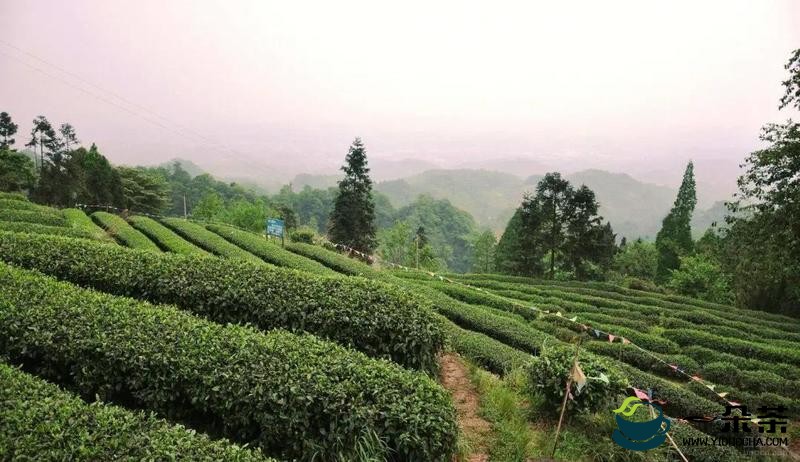 引领川茶品牌铸辉煌——蒙顶山茶地理标志发展之路