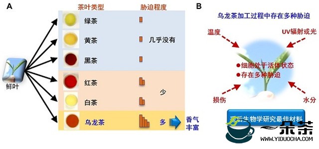 中国科学院华南植物园研究发现中国乌龙茶香气酶促形成机制