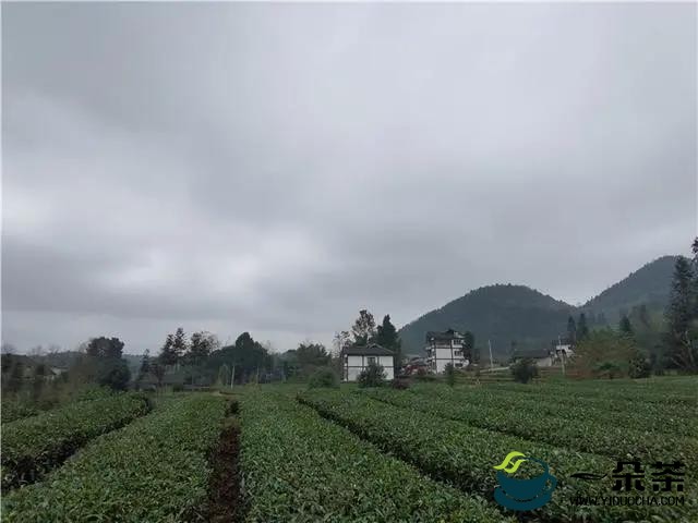 万亩茶园茶飘香！来凤冈田坝村，品一杯清香四溢的生态茶