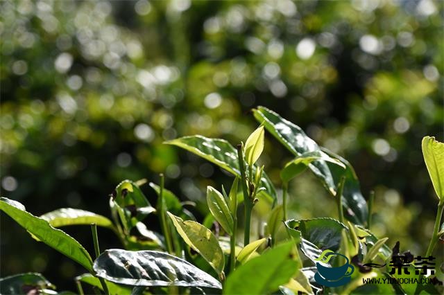 浙江：泰顺县举办评茶员职业技能大赛