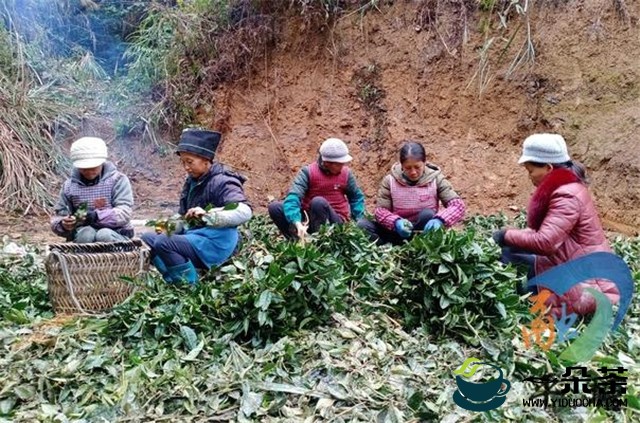 贵州平塘：小茶苗育出致富新希望