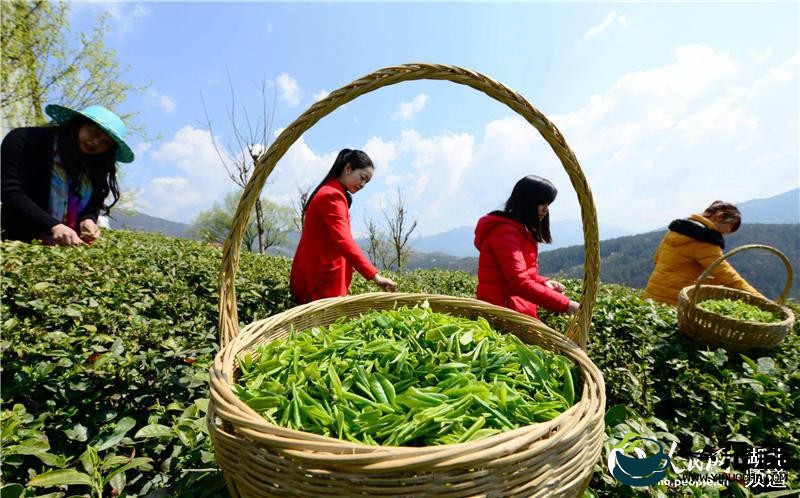 种茶技术送进村，茶农增收致富“有奔头”