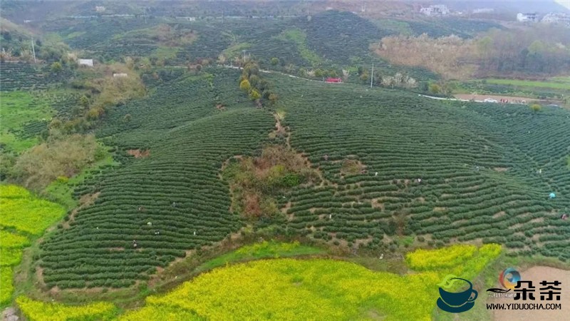 请你喝，贵州六枝干净茶！