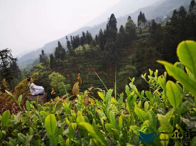 茶诗《峡中尝茶》