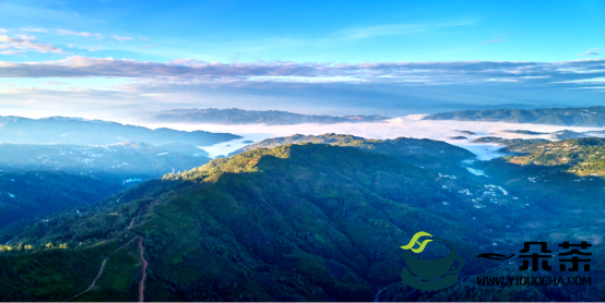 高山茶与平地茶的比较