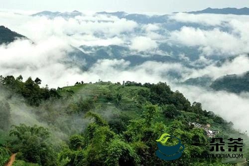 云南镇沅县“千家寨爷号”普洱茶线上发布专题即将上线