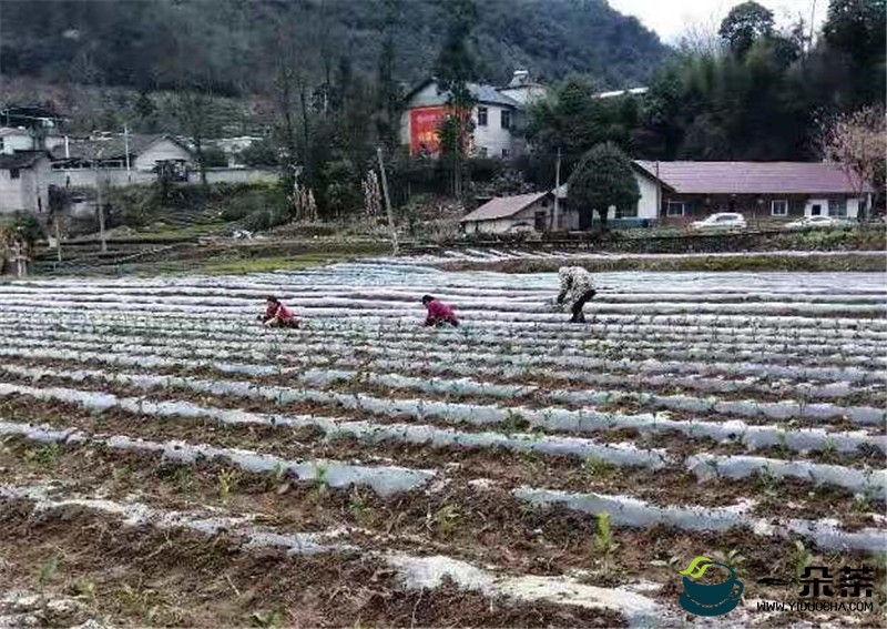 湖北鹤峰发放一百万株茶苗助力生态有机茶园建设