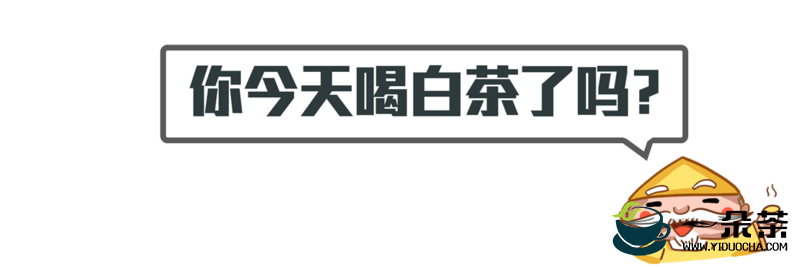 太姥山如意金饼 户外茶会，春光明媚、百花竞放之时，怎能少了好茶相伴？