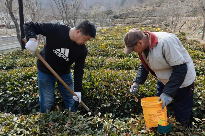 青岛崂山茶园人勤春来早，茶农田间忙管理