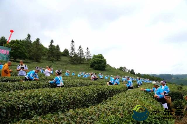 贵定云雾茶属于什么茶