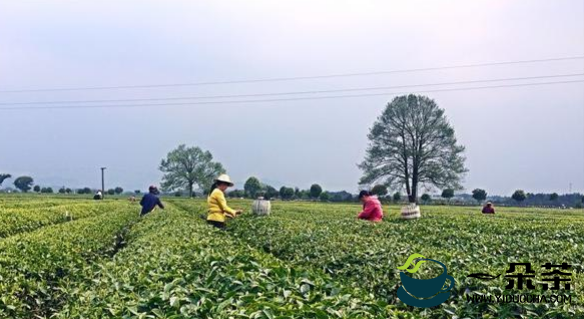 金井茶业春茶提前20天采 茶园预增产10%以上