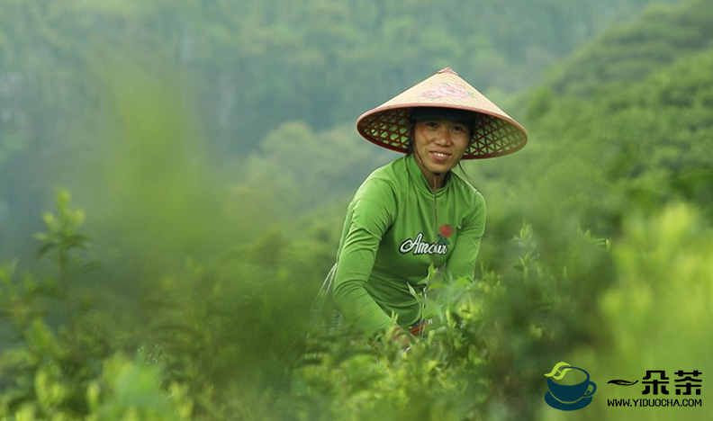 桂林临桂区：茶园春茶吐绿 茶农抢抓时间采摘明前茶