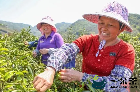 南靖罗坑村：大山茶树冒新芽 带动村民奔小康