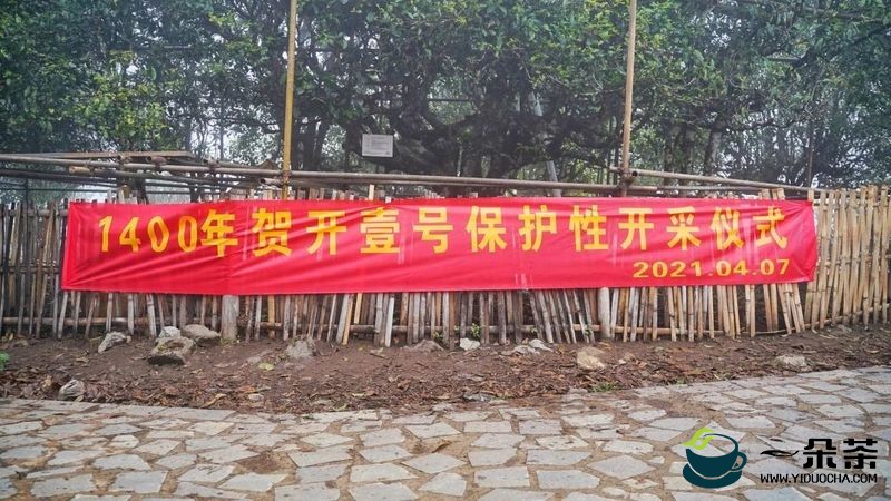 1400年贺开壹号古树茶保护性开采仪式圆满成功，全球首次现场拍卖