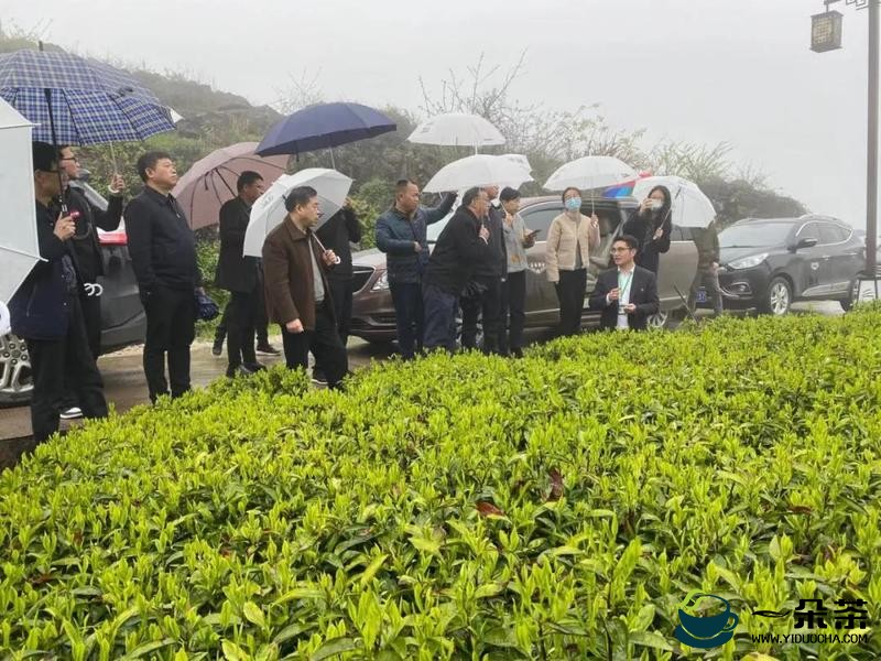 农业农村部领导来云台山调研考察云上茶业智慧茶园