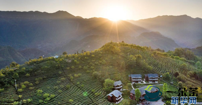 陕南茶业：绿染秦巴山川 成就“金山银山”