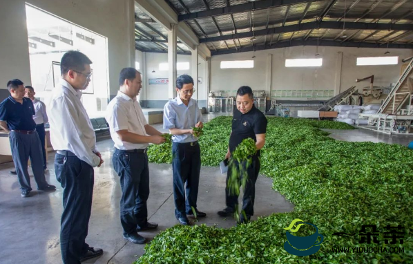 高质量发展茶叶产业 夯实乡村振兴产业根基