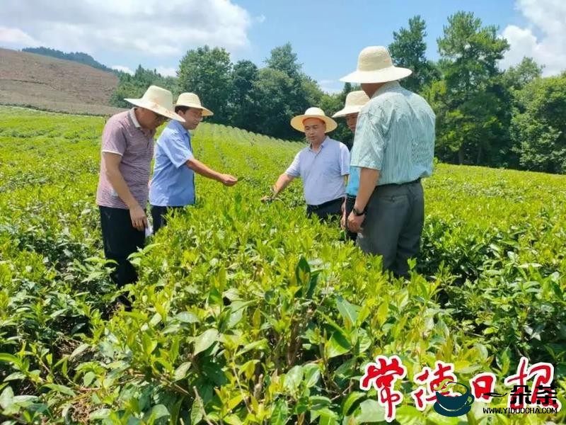 湖南省茶叶研究所专家为石门茶区百姓传经送宝