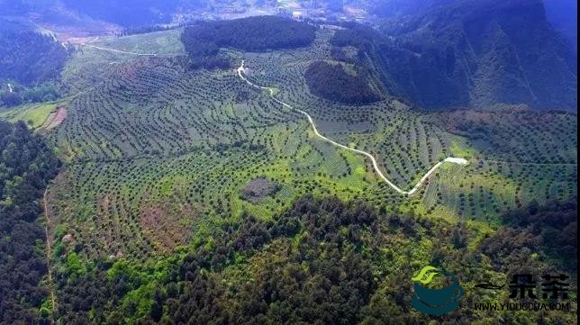 凤冈土溪：我为山坡披绿 青山为我养老