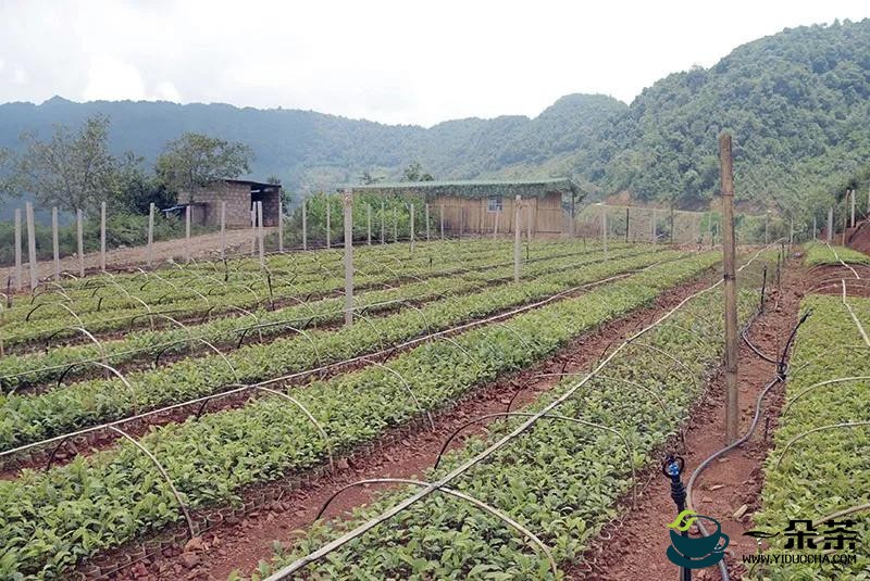 镇沅驯化培育野生古茶树优质种源 野生茶变身“致富苗”