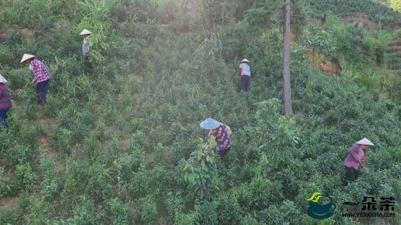 推动六堡茶产业销全国 卖全球