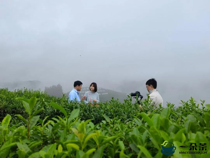 陕西广电融媒体集团“陕西骄傲”摄制组农业篇茶叶板块走进安康