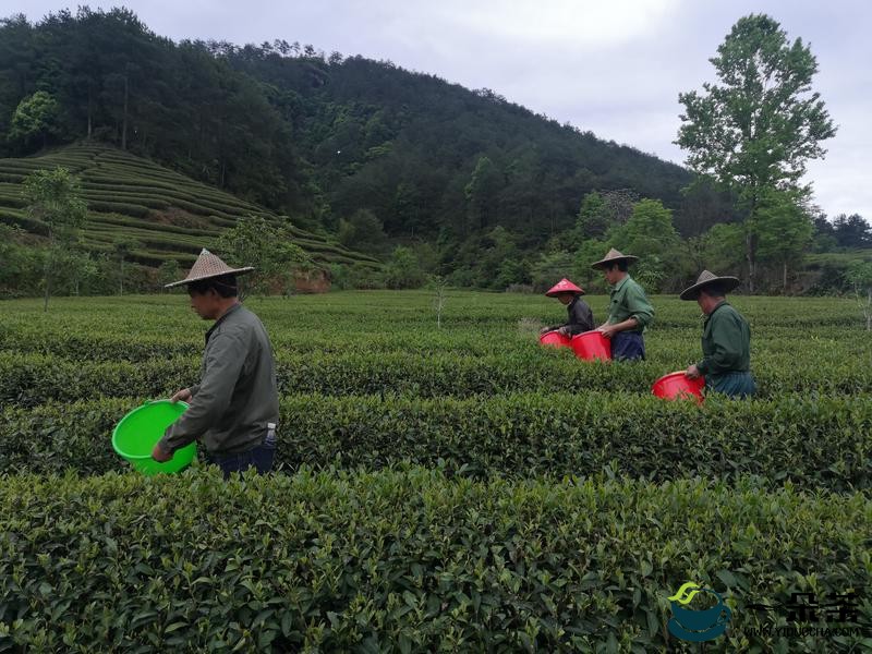 东溪乡：茶旅融合强村富民