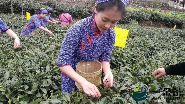 茶味人生(茶味人生的感悟)